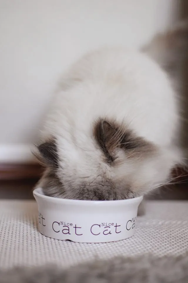 Filhote de gato