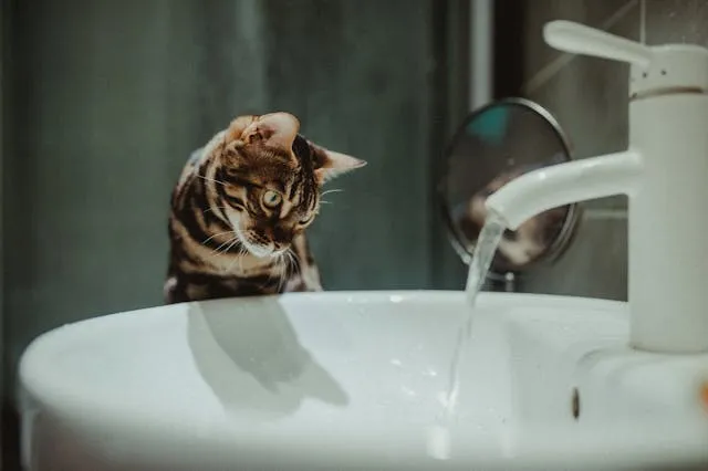 Gato olhando