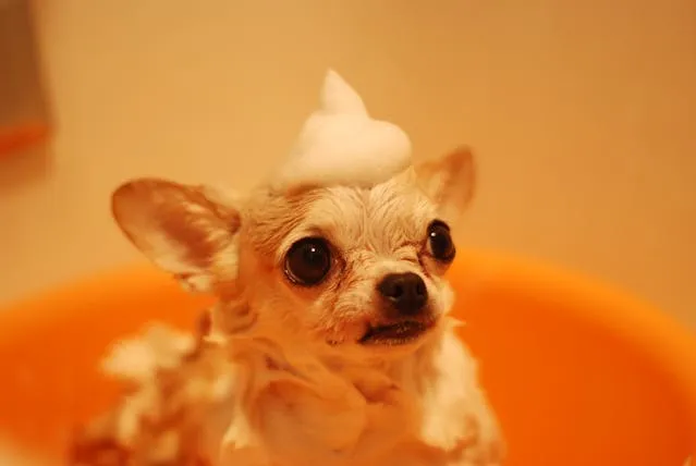 Cão de pelo limpo