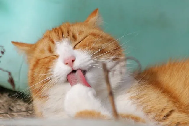 Gato limpo e tranquilo