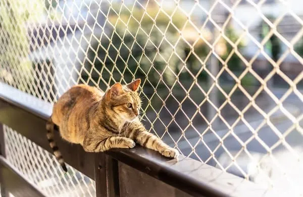 Janela com tela adequada para gato